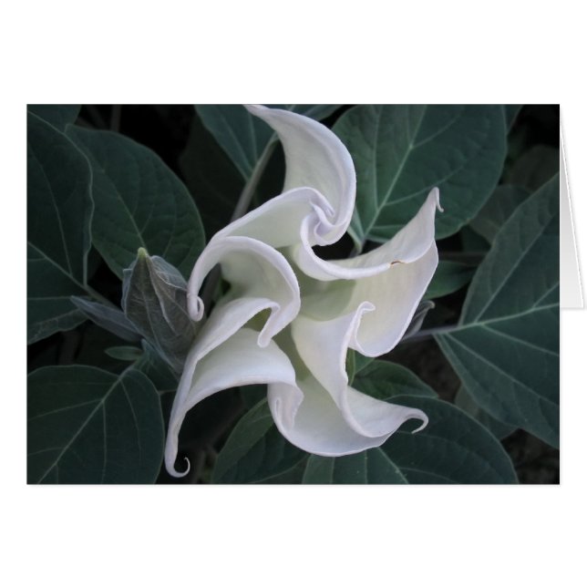 Circulation (Front Horizontal)