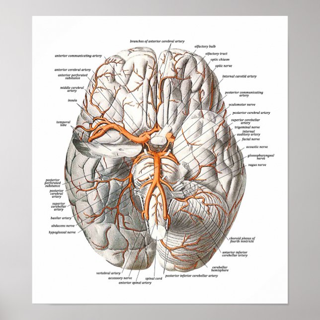 Circulation of the Brain Poster (Front)