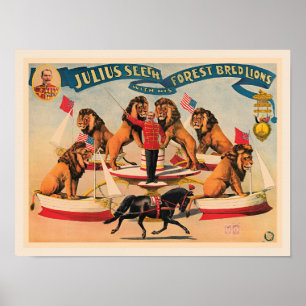 Circus Lions, vintage illustration, Poster