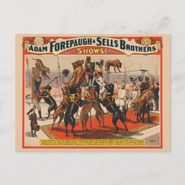 Circus Poster Of Great Danes With Trainer Postcard (Front)