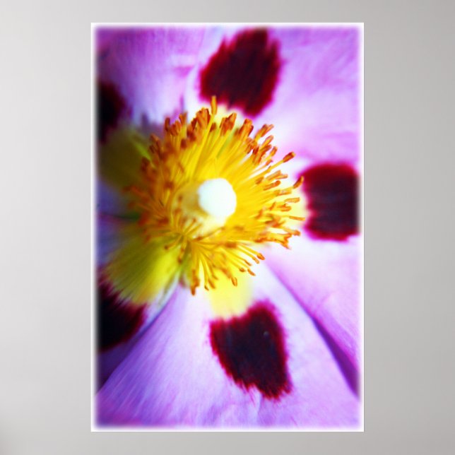 Cistus flower print (Front)
