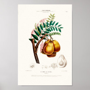 Cithere Vintage Botanical'S Pomme Poster