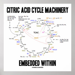 Citric Acid Cycle Machinery Embedded Within Krebs Poster