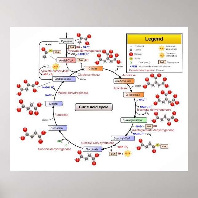 Citric Acid Cycle Tricarboxylic Acid and Aconitate Poster (Front)
