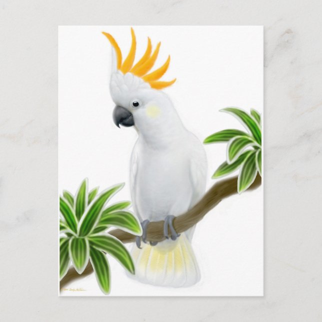 Citron Crested Cockatoo Postcard (Front)