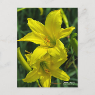 Citron Daylily   [Postcard] ポストカード Postcard