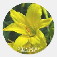 Citron Daylily [Round Seal]