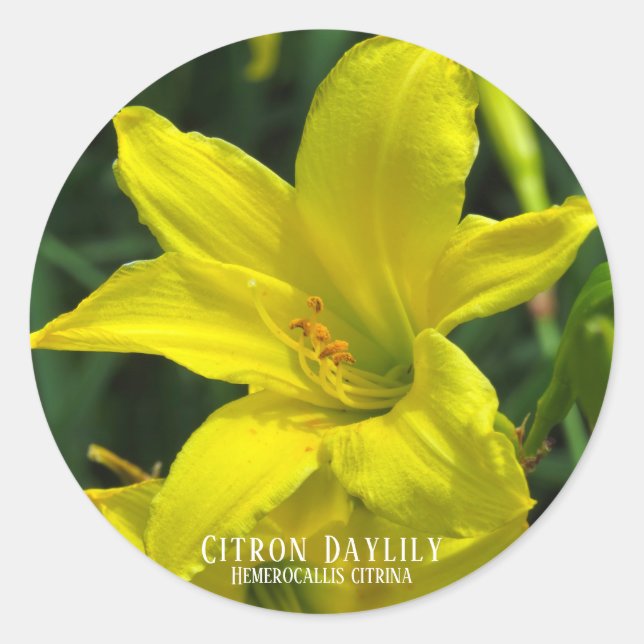 Citron Daylily [Round Seal] Classic Round Sticker (Front)