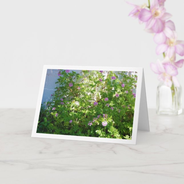 Citronella Plant with Floral Card (Orchid)