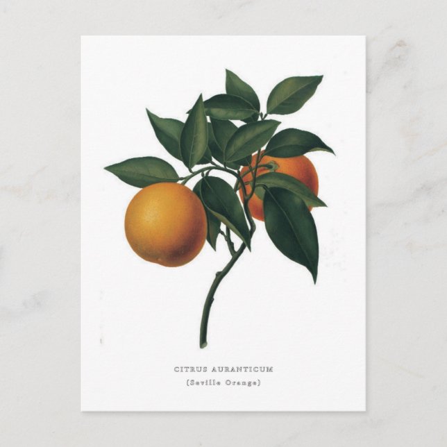 Citrus auranticum 'Seville Orange' Postcard (Front)