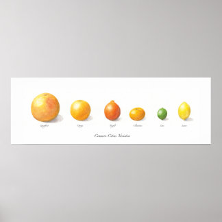 Citrus Collection Poster