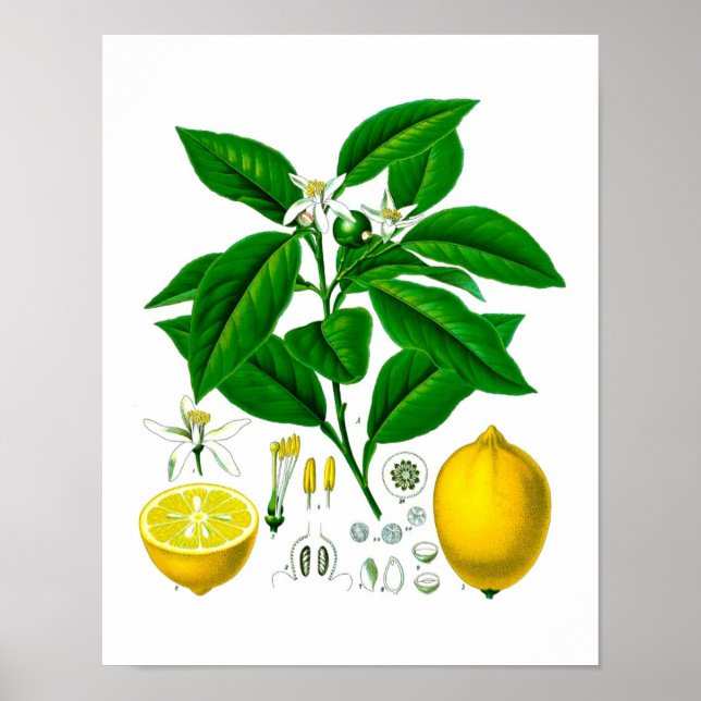 Citrus Fruit Lemon Botanical Print no. 7 Wall Art (Front)