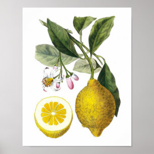 Citrus Fruit Lemon Botanical Print no. 9 Wall Art