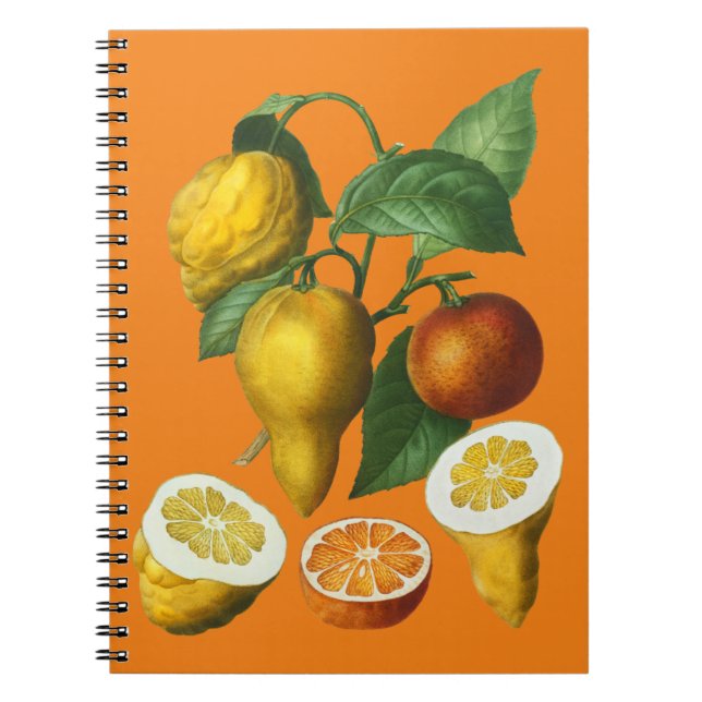 CITRUS FRUIT  NOTEBOOK (Front)
