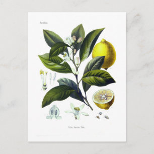 Citrus limonum (Lemon) Postcard