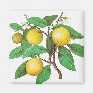 Citrus Magnet