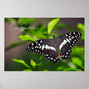Citrus Swallowtail Poster