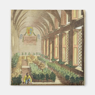 Citrus trees in a hothouse, from 'Hesperides' by G Magnet