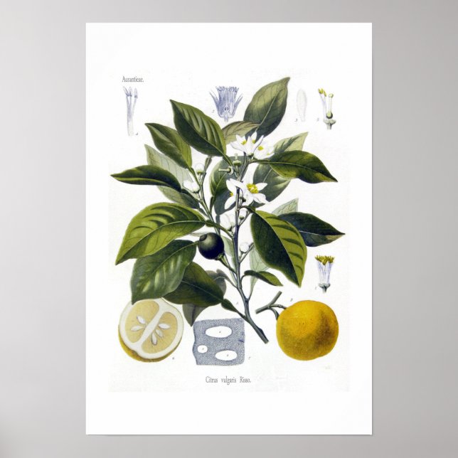 Citrus vulgaris (Orange) Poster (Front)