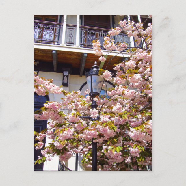 CITY BLOSSOM ~ Postcard (Front)