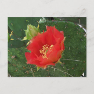 City Cactus 3 postcard