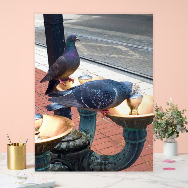 City Fountain Pigeons  Acrylic Sign (Wedding)