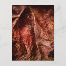 City of Trees | End of Summer Texture