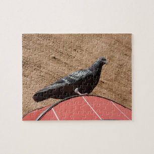 City pigeon puzzle
