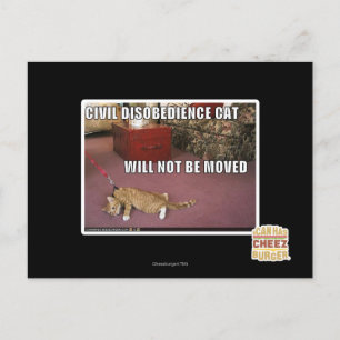 Civil Disobedience Cat Postcard