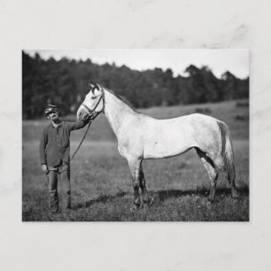 Civil War Horse, 1860s Postcard