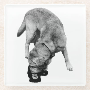 Claimed It – Labrador With Plush Glass Coaster