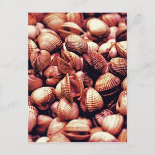 Clam Postcard