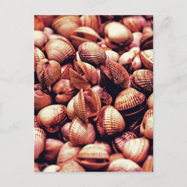 Clam Postcard (Front)