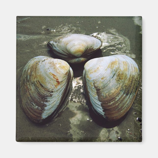 Clams Magnet (Front)