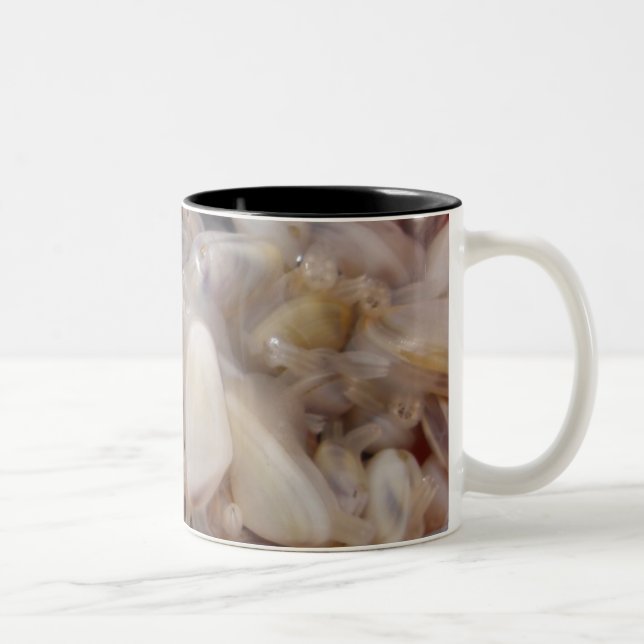 Clams Mug (Right)