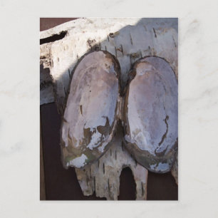 Clamshell Angel Birchbark Photography Art Postcard