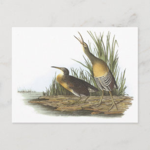 Clapper Rail by Audubon Postcard