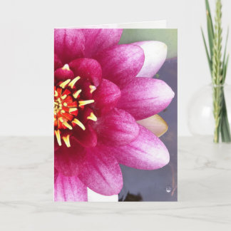 Claret Colored Water Lily Greeting Card