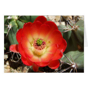 Claret Cup Cactus Blossom