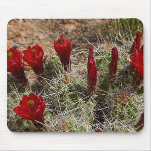 Claret Cup cactus flowers 2 Mouse Pad
