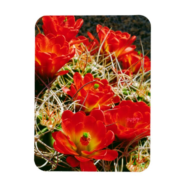 Claret Cup Cactus Wildflowers Magnet (Vertical)