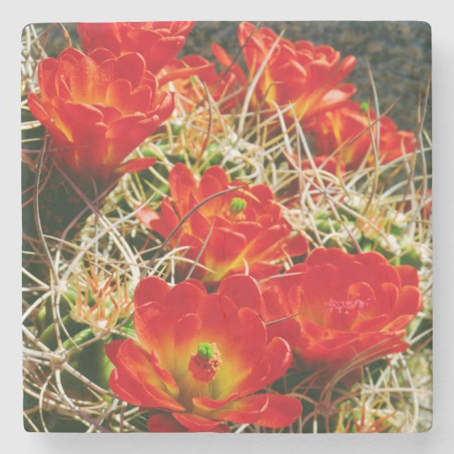 Claret Cup Cactus Wildflowers Stone Coaster (Front)