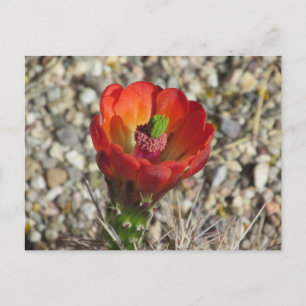 Claret Cup Hedgehog Cactus Bloom Postcard