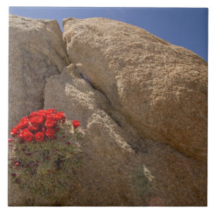 Claret cup or Mojave mound cactus in bloom Ceramic Tile