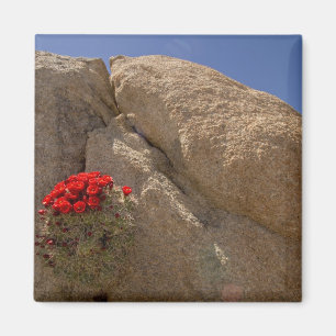 Claret cup or Mojave mound cactus in bloom Magnet