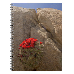 Claret cup or Mojave mound cactus in bloom Notebook