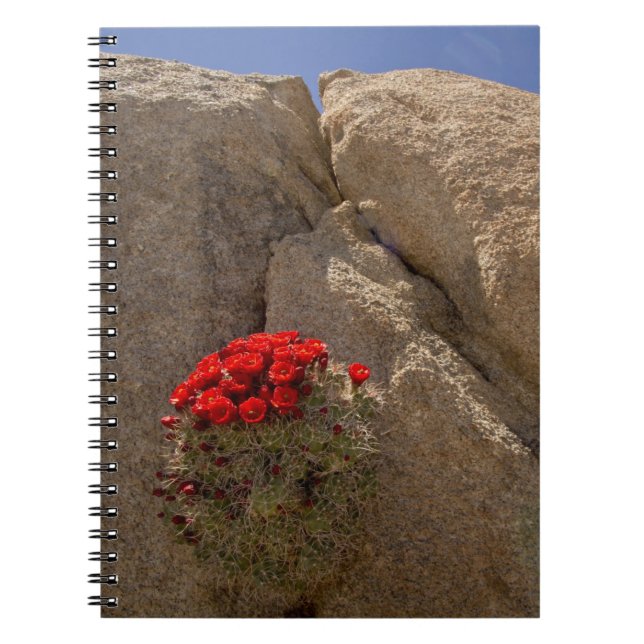 Claret cup or Mojave mound cactus in bloom Notebook (Front)