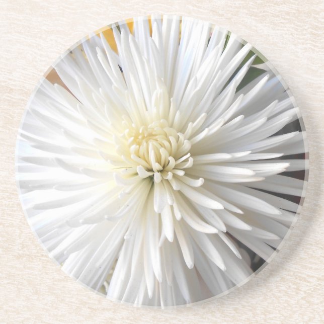 Claricia Coaster (Front)