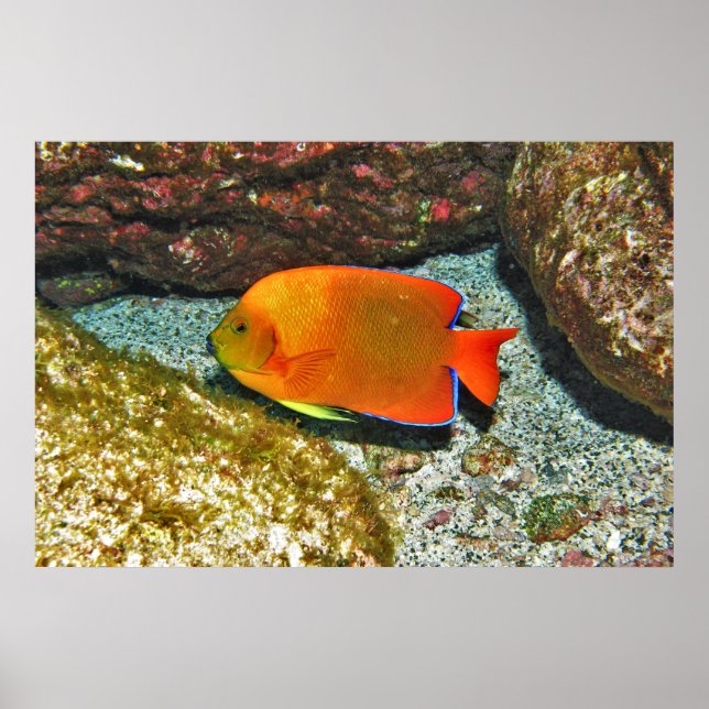 Clarion Angelfish II Poster (Front)