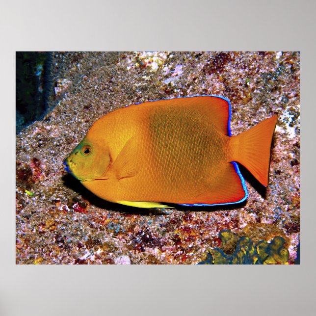 Clarion Angelfish Poster (Front)